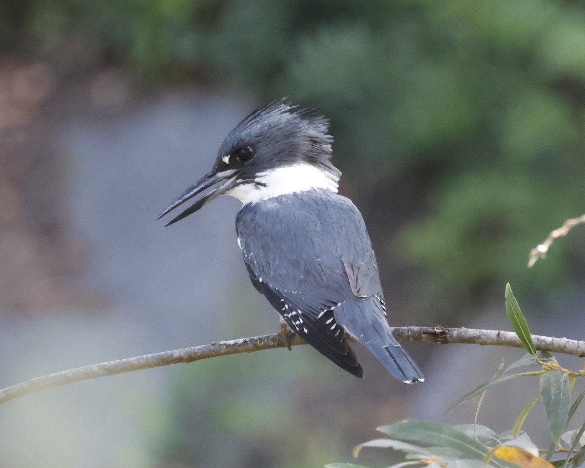 Martin handi iparramerikarra - ML646384134