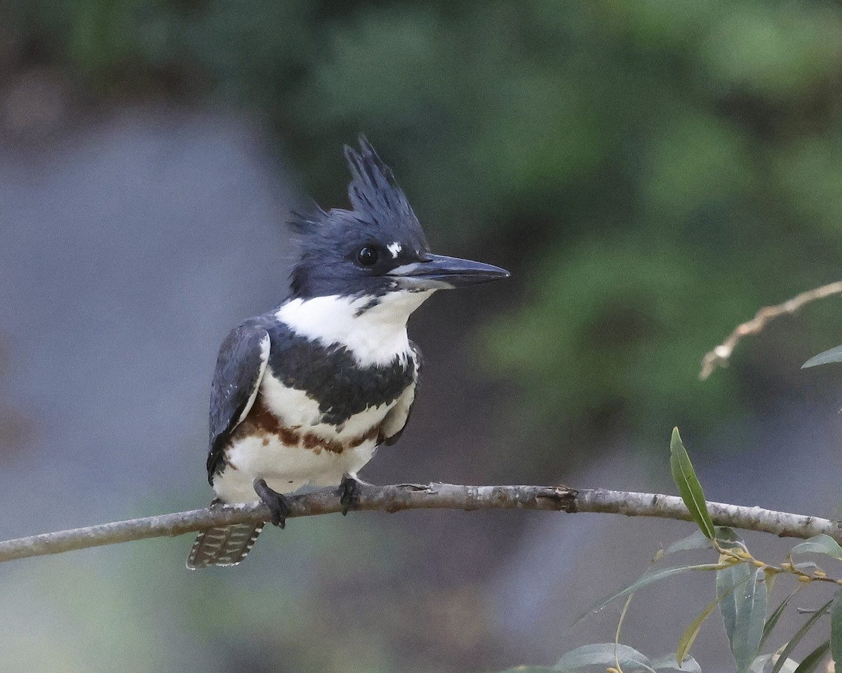 Martin handi iparramerikarra - ML646384135