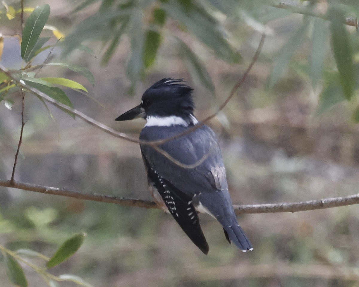 Martin handi iparramerikarra - ML646384136