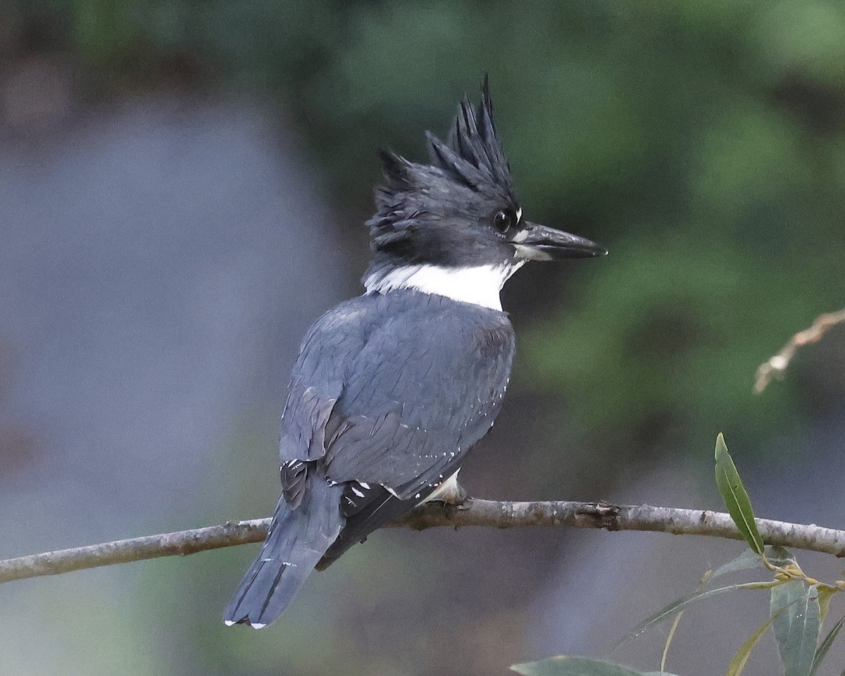 Martin handi iparramerikarra - ML646384137