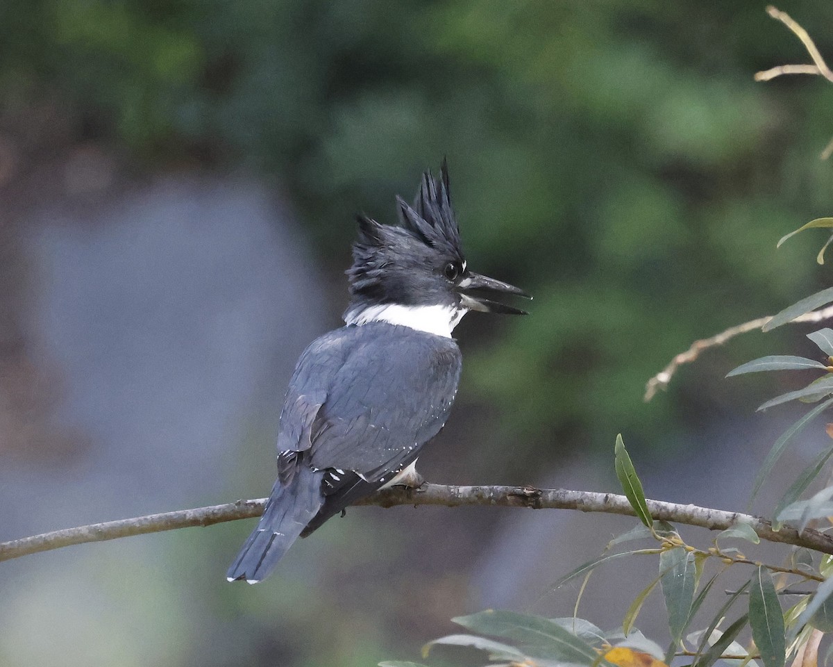 Belted Kingfisher - ML646384138