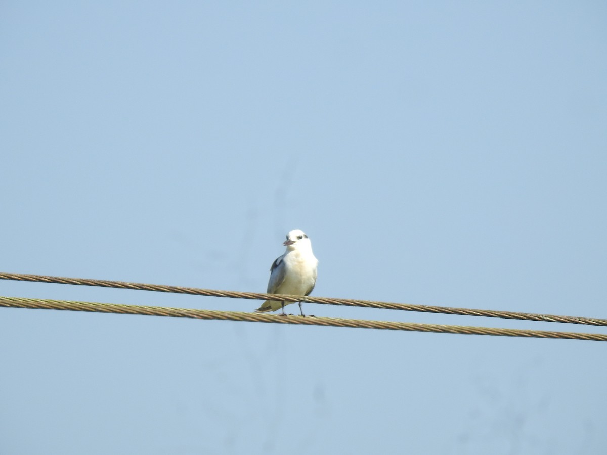 Whiskered Tern - ML646384141