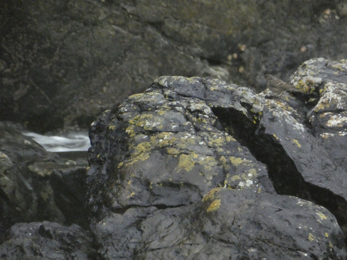 Rock Pipit - ML646384145