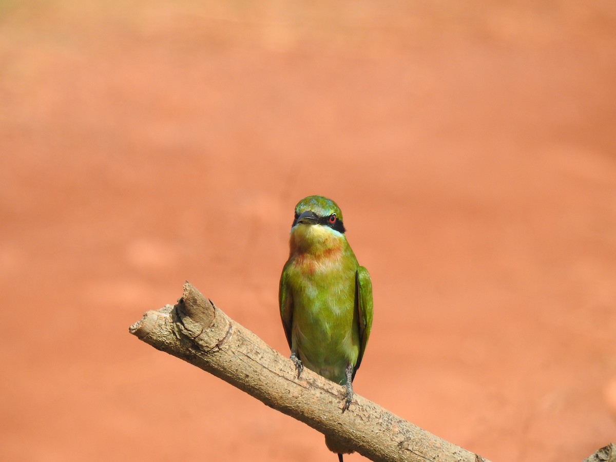 Blue-tailed Bee-eater - ML646384146