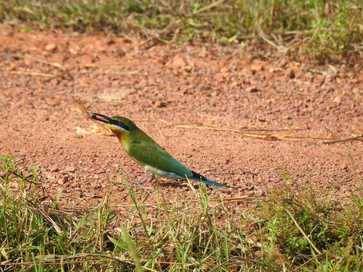 Blue-tailed Bee-eater - ML646384148