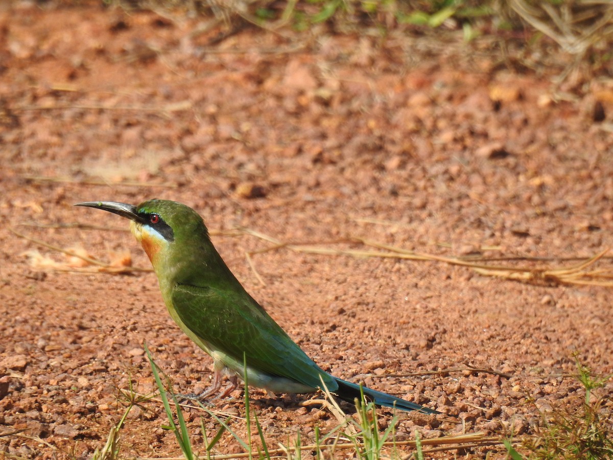 Blue-tailed Bee-eater - ML646384149