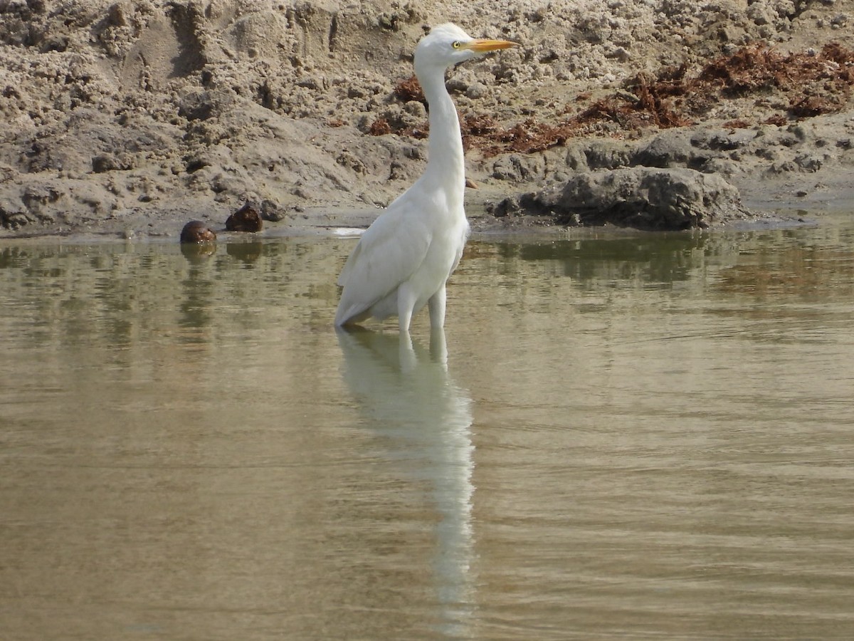 Western Cattle-Egret - ML646384152