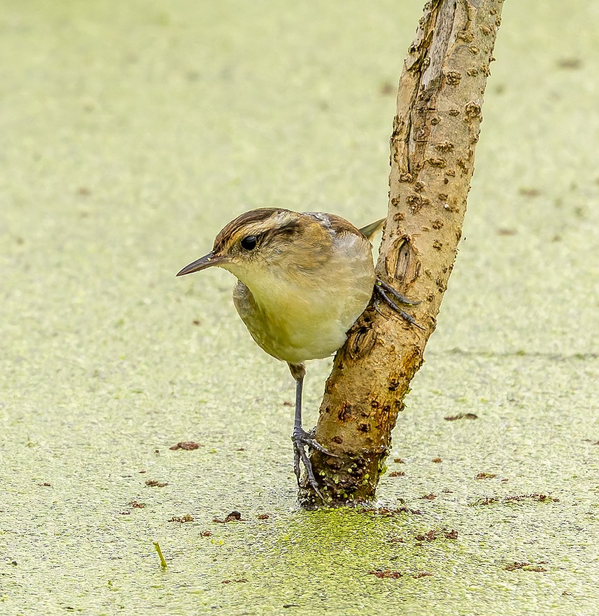 Wren-like Rushbird - ML646384153