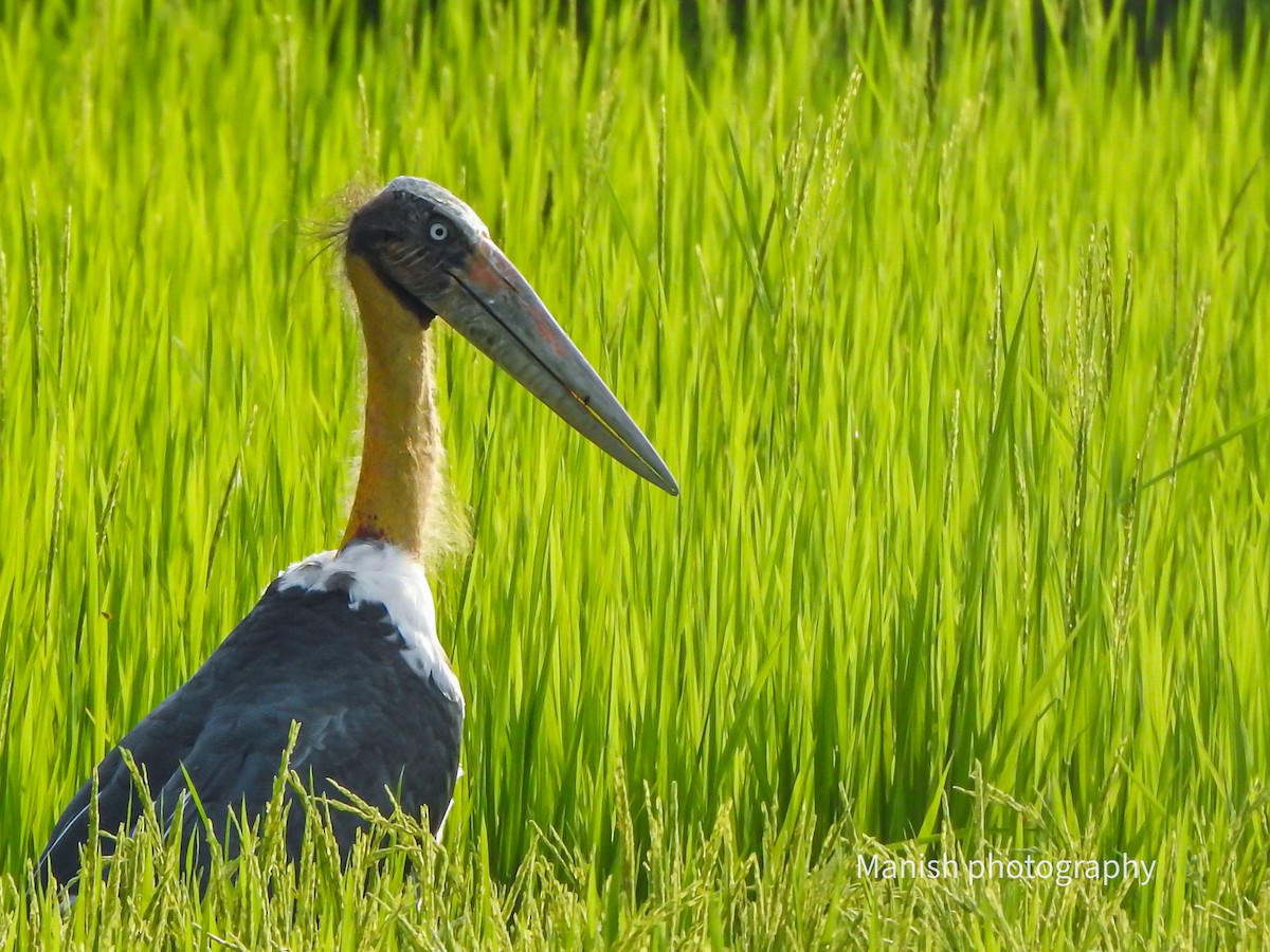 Lesser Adjutant - ML646384154