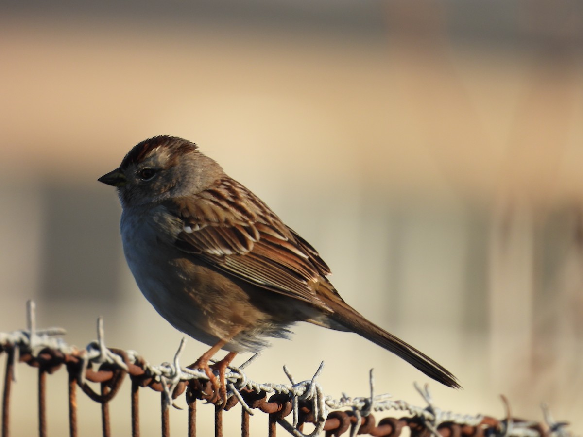 White-crowned Sparrow - ML646384155
