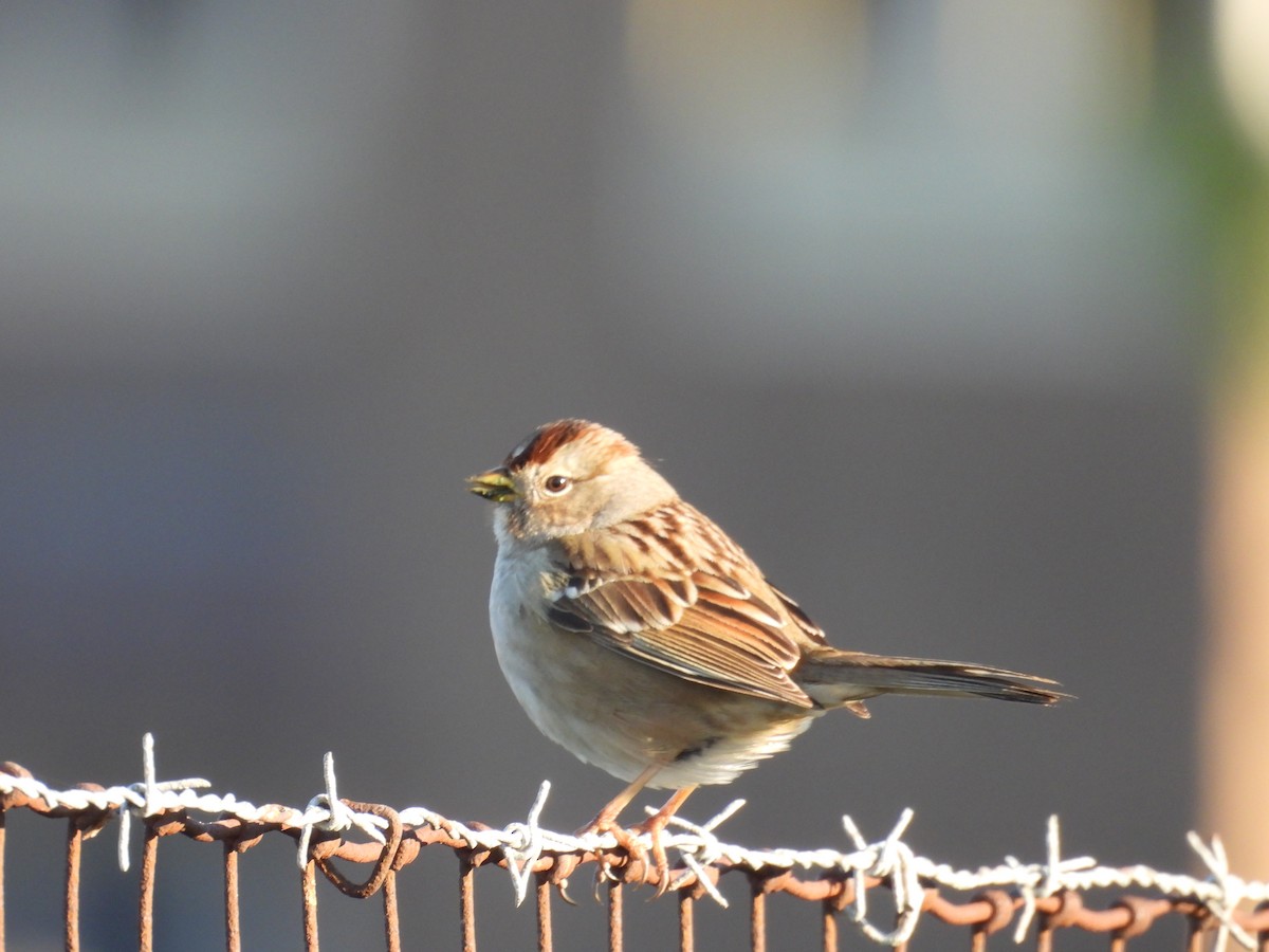 White-crowned Sparrow - ML646384156