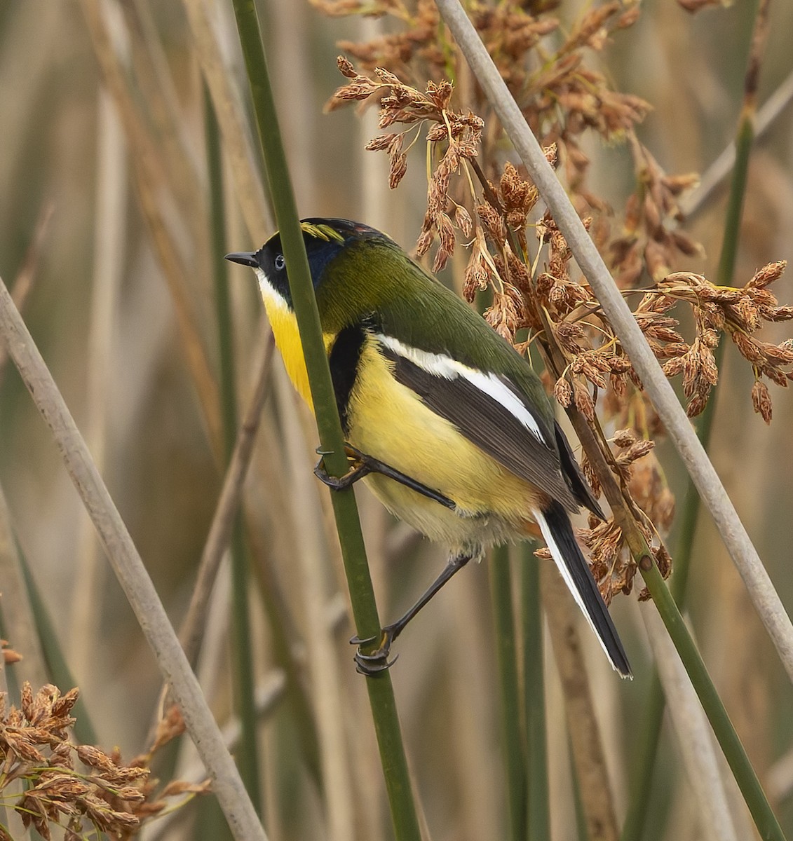 Many-colored Rush Tyrant - ML646384158