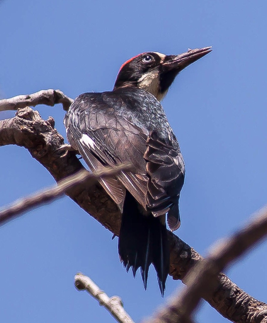 Acorn Woodpecker - ML646384161