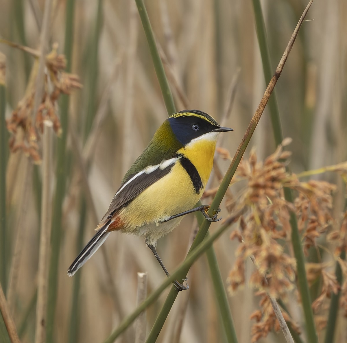 Many-colored Rush Tyrant - ML646384162