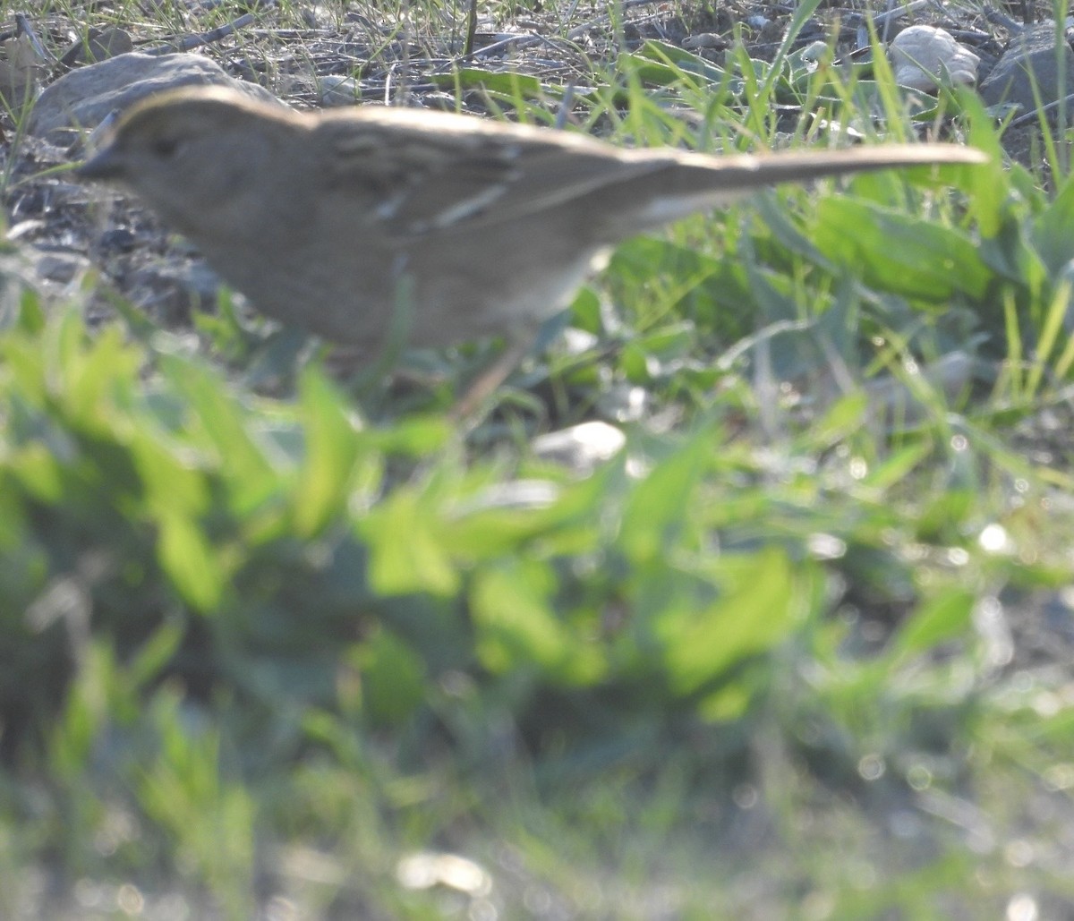 Golden-crowned Sparrow - ML646384163