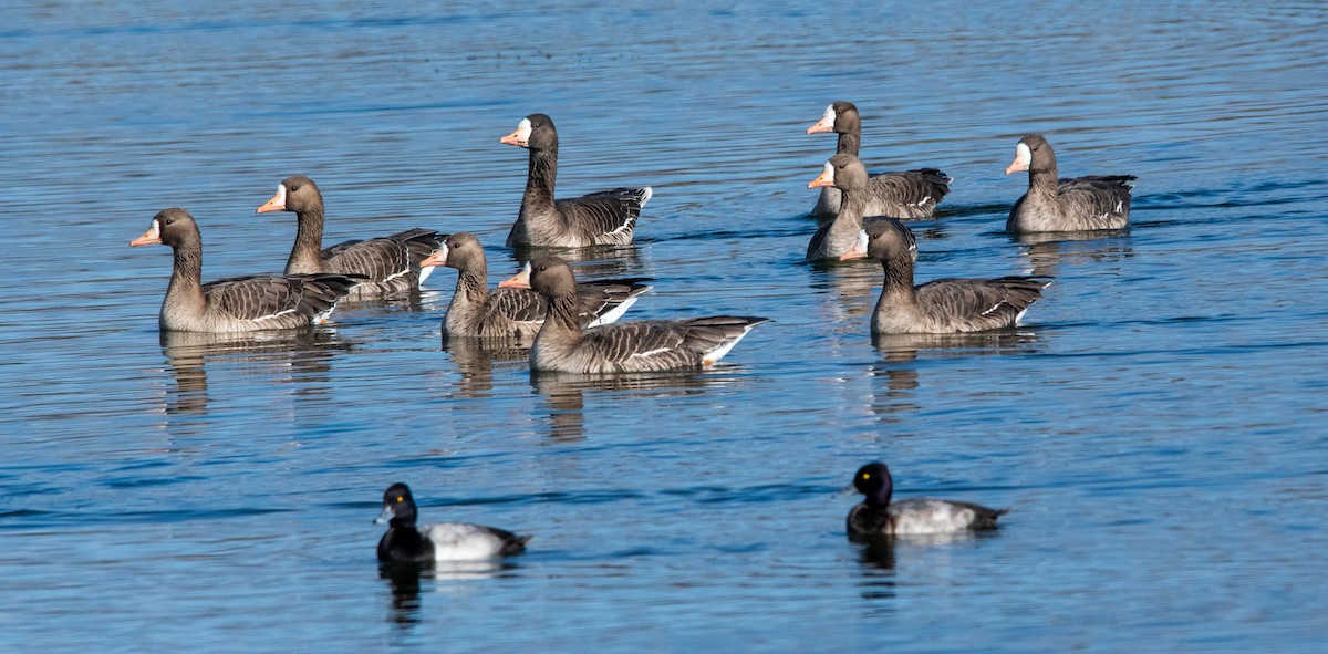 Oie rieuse - ML646384166