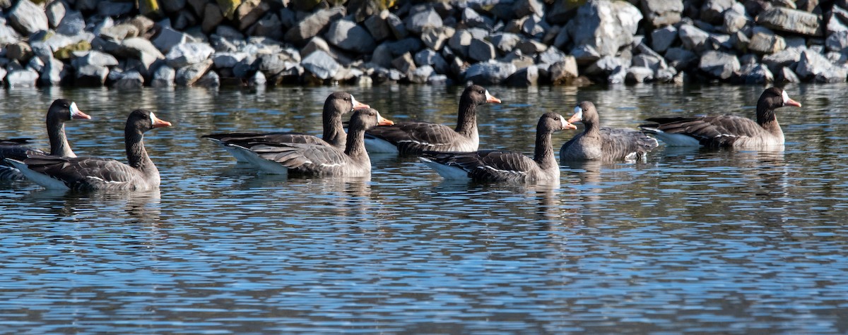 Oie rieuse - ML646384167