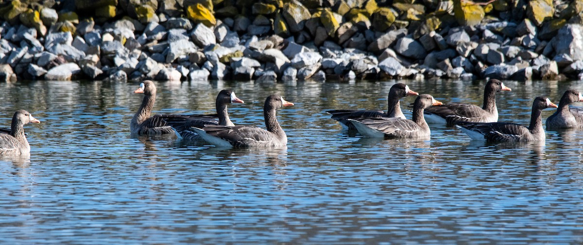 Oie rieuse - ML646384168