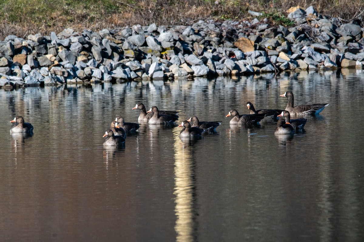 Oie rieuse - ML646384169