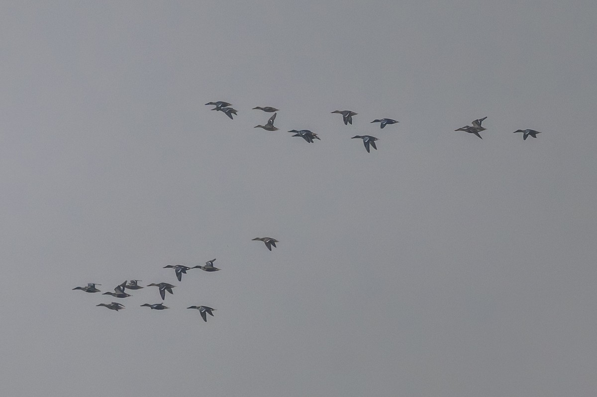 Northern Shoveler - ML646384170