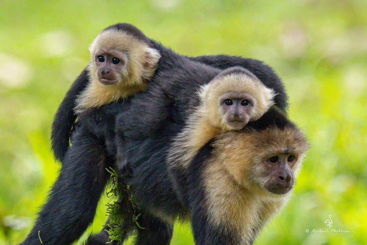 Animali - ML646384172