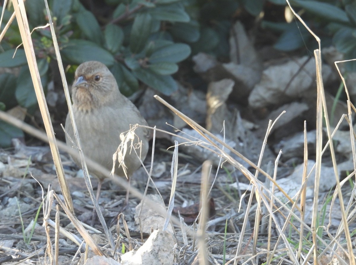 California Towhee - ML646384173