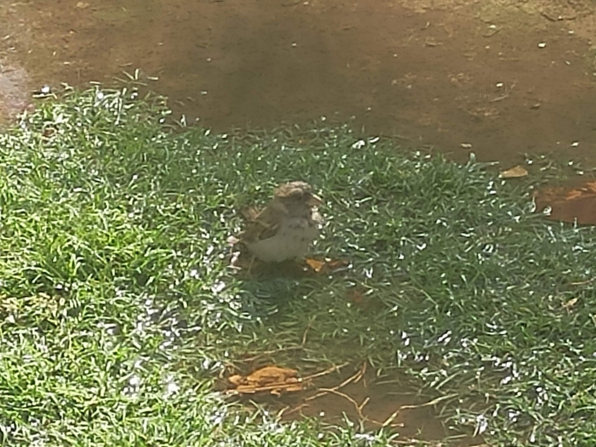 House Sparrow - ML646384174