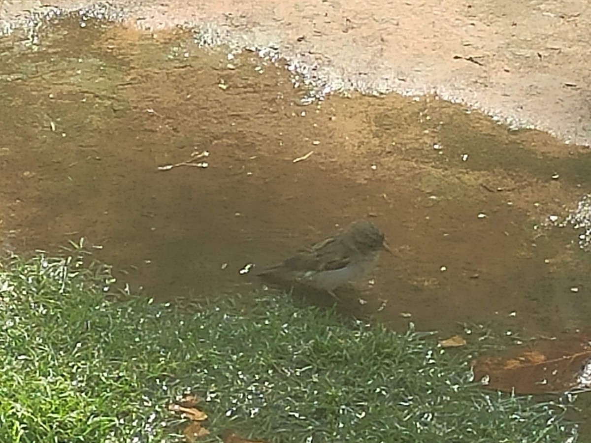 House Sparrow - ML646384175