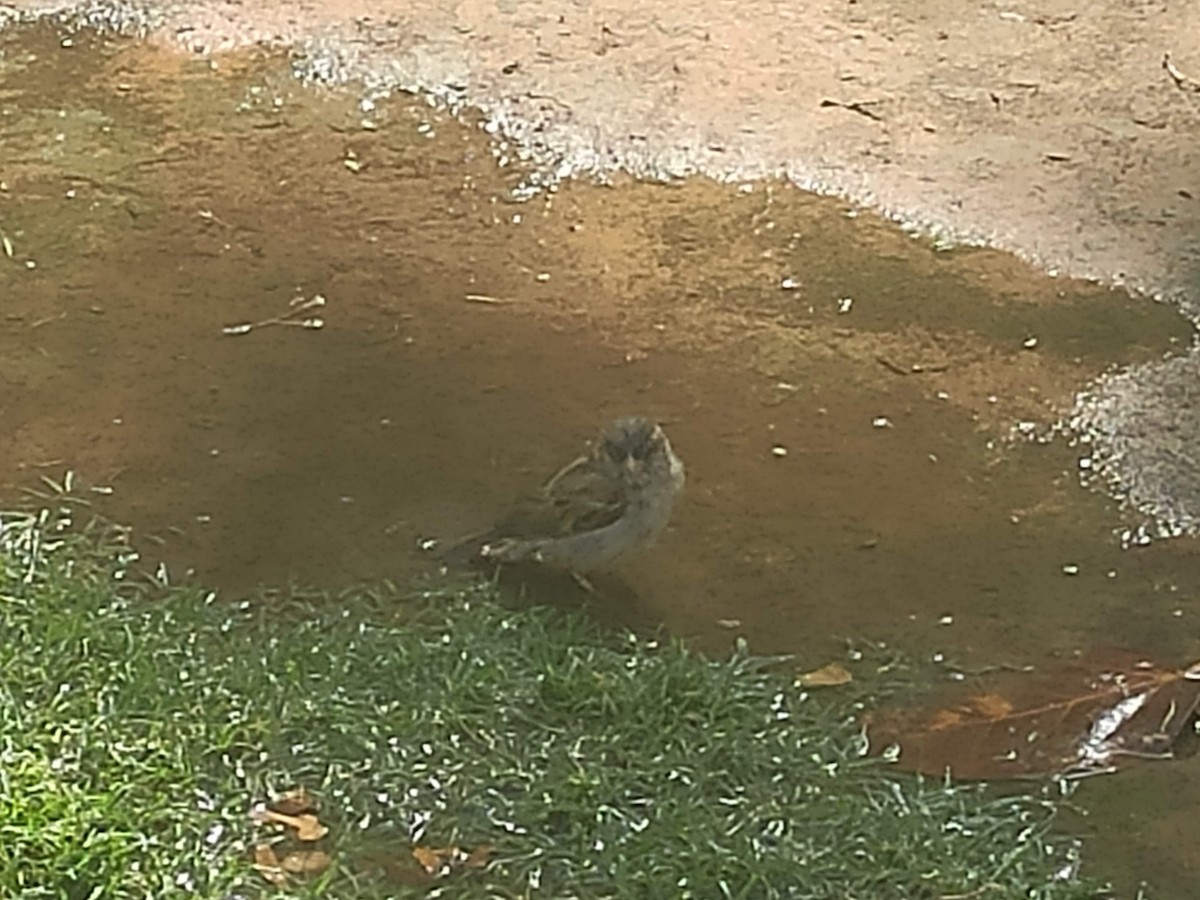 House Sparrow - ML646384176