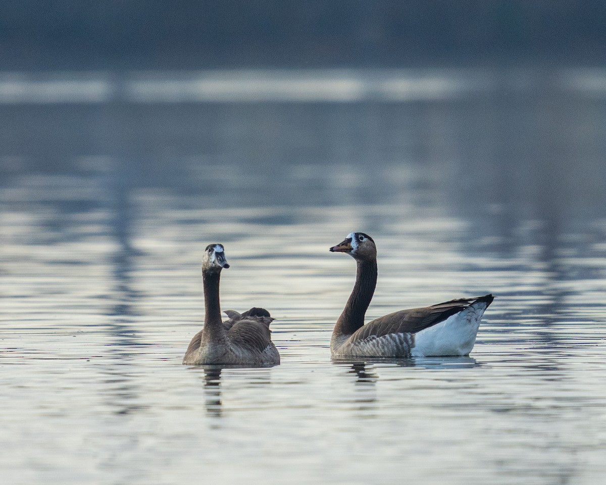 Oie cendrée - ML646384185