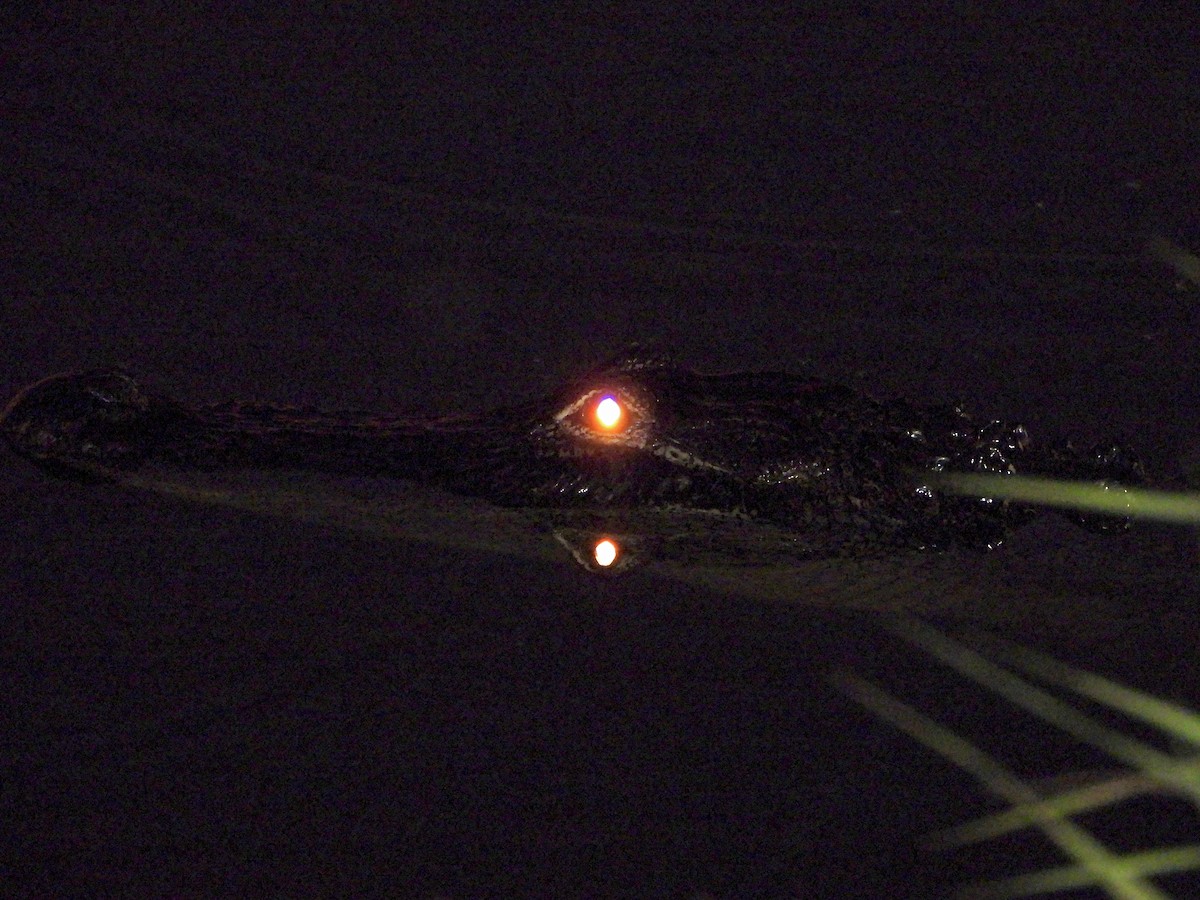 American Alligator - ML646384186