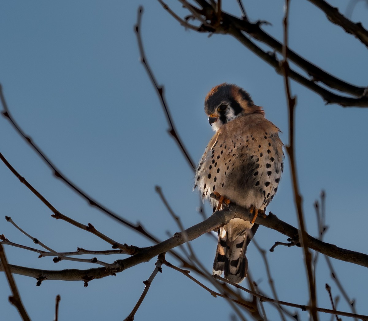 בז אמריקני - ML646384188