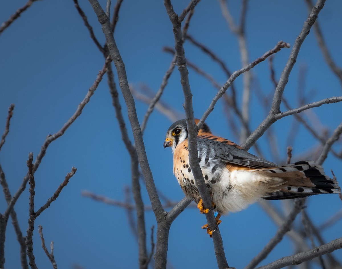 בז אמריקני - ML646384189
