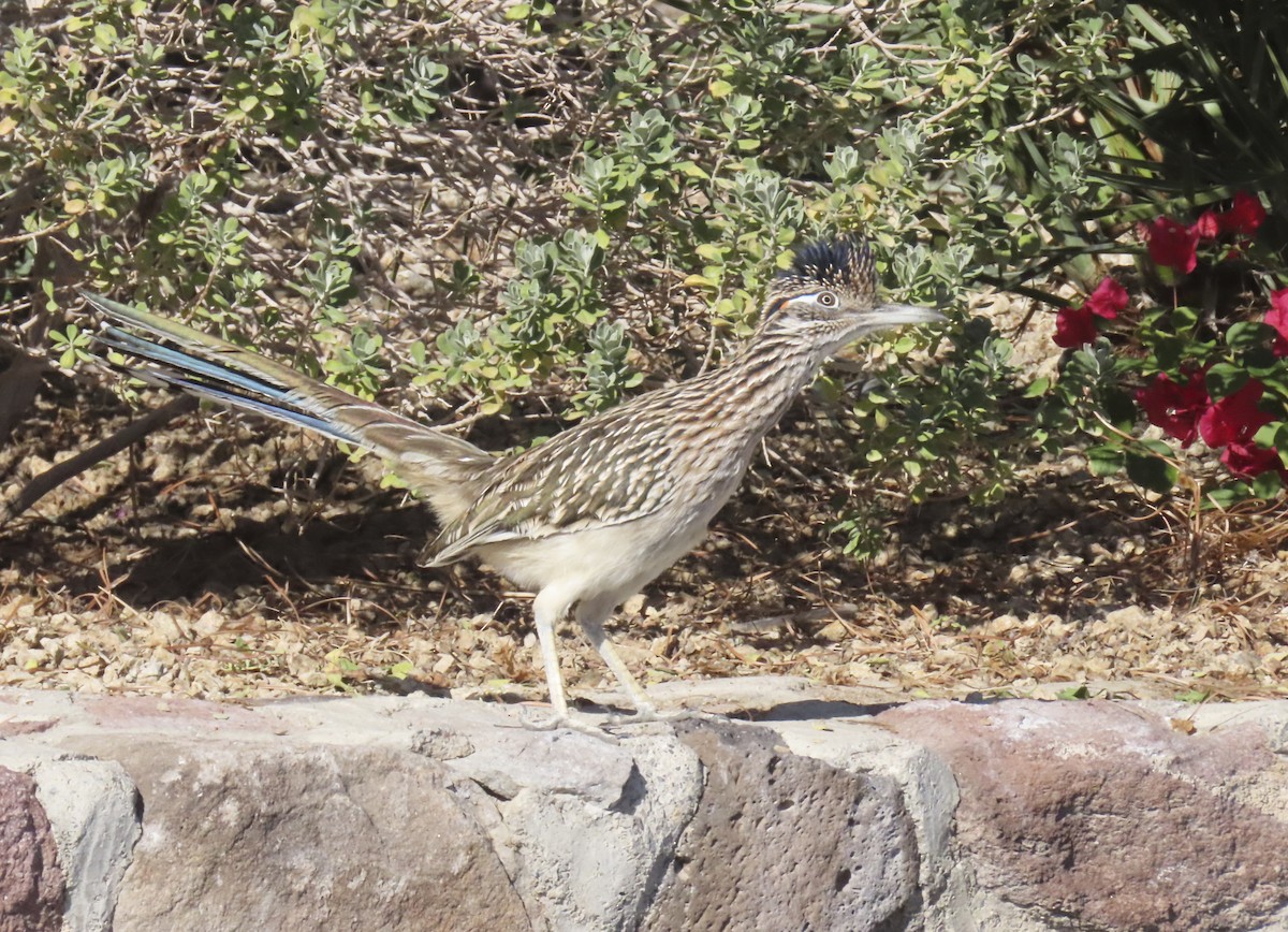 Greater Roadrunner - ML646384191