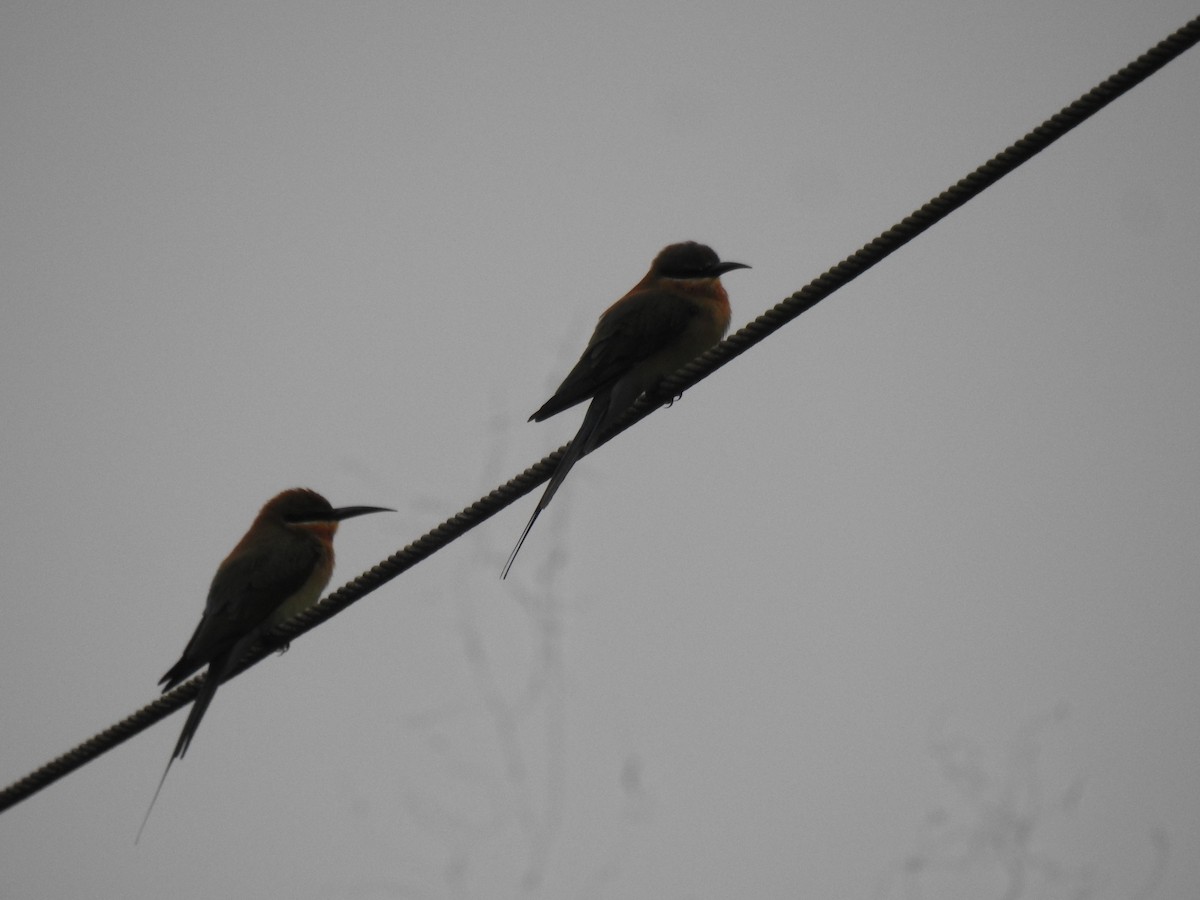 Blue-tailed Bee-eater - ML646384192