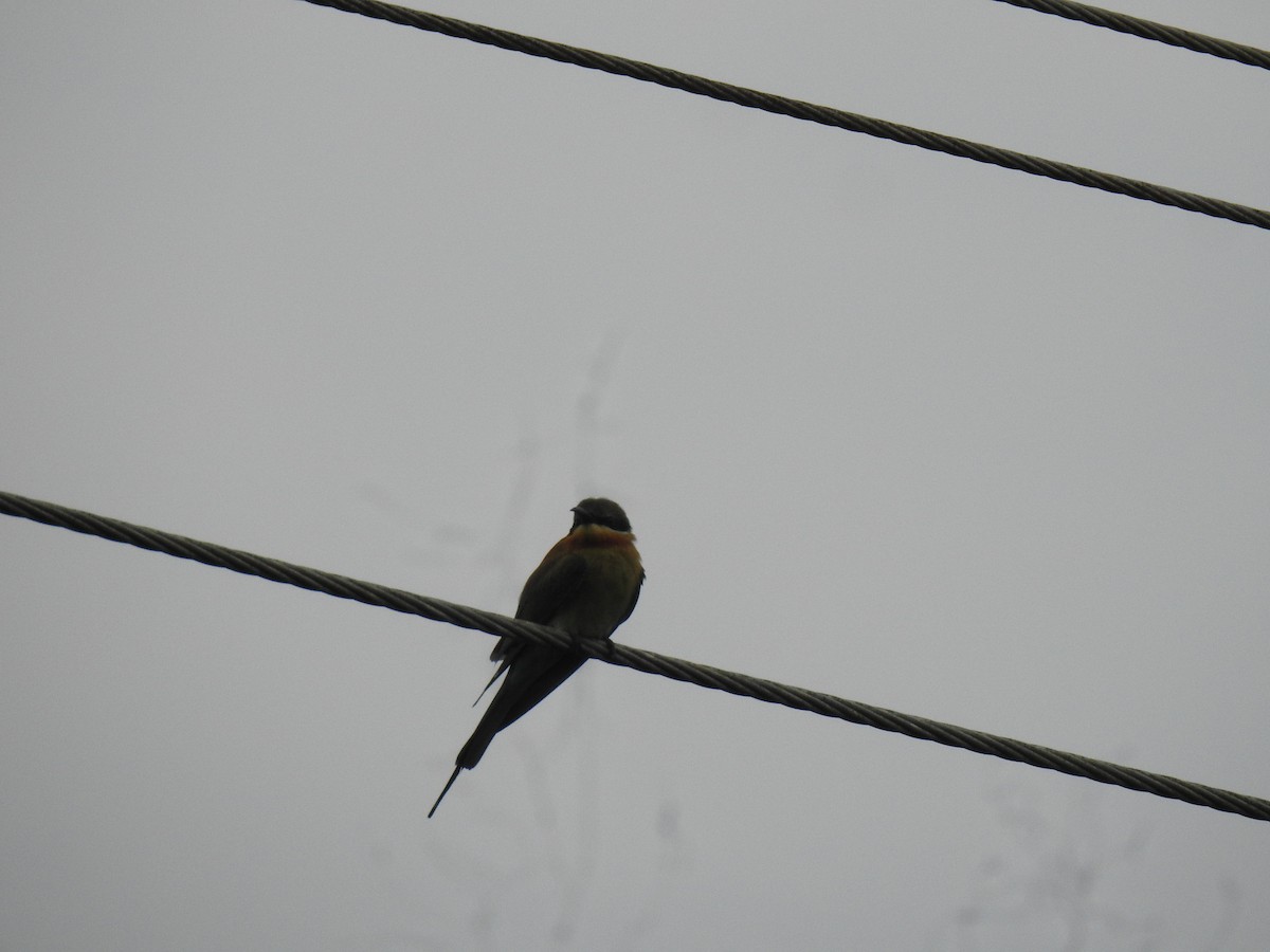Blue-tailed Bee-eater - ML646384193