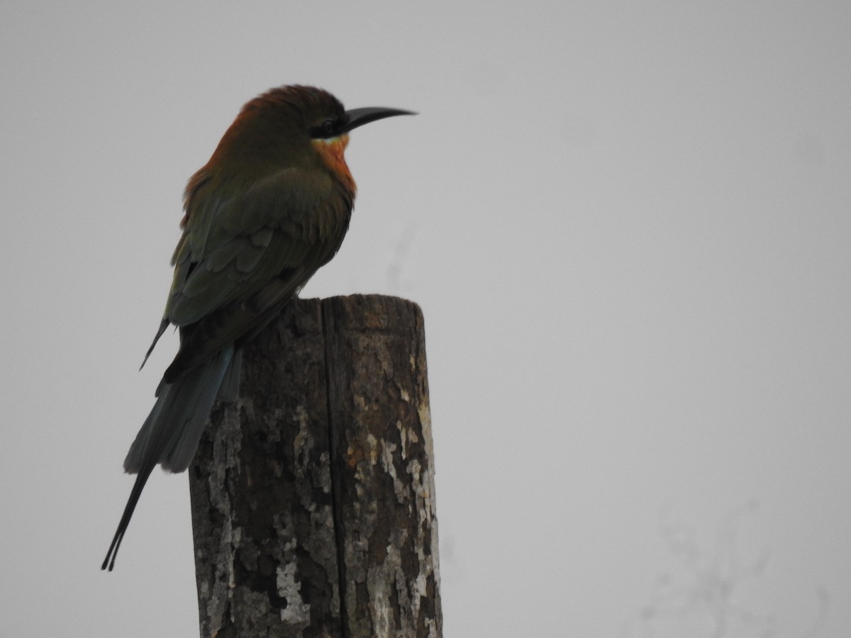 Blue-tailed Bee-eater - ML646384195