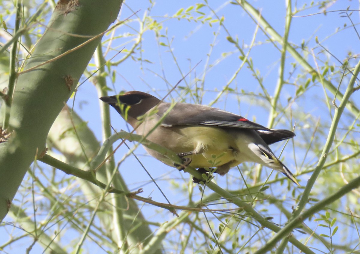 ציצנית אמריקנית - ML646384196
