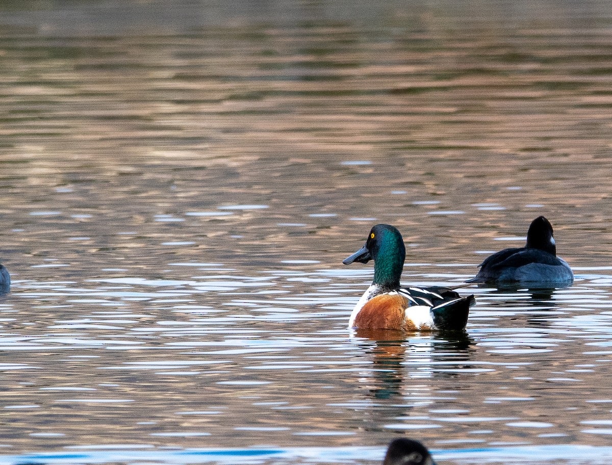 מרית צפונית - ML646384197