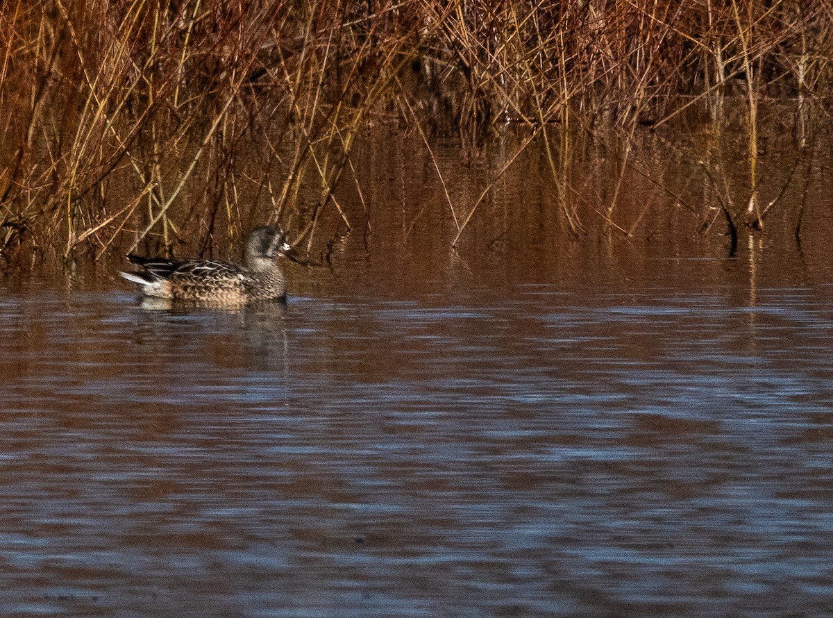 מרית צפונית - ML646384198