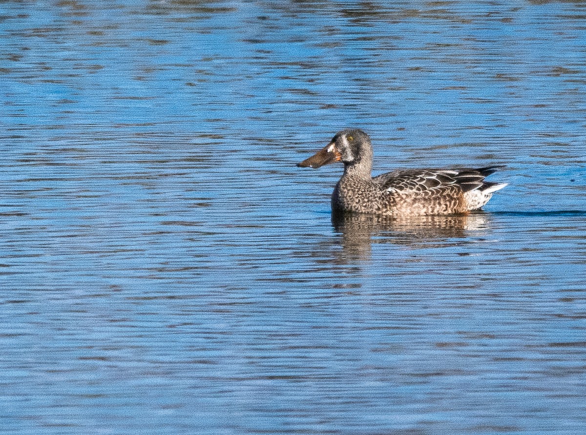 מרית צפונית - ML646384199