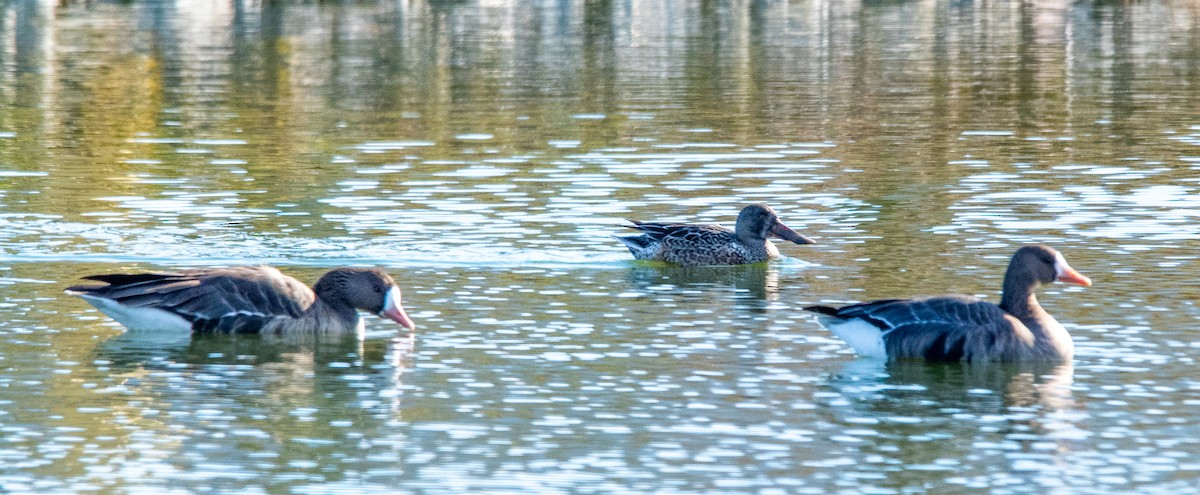 מרית צפונית - ML646384200