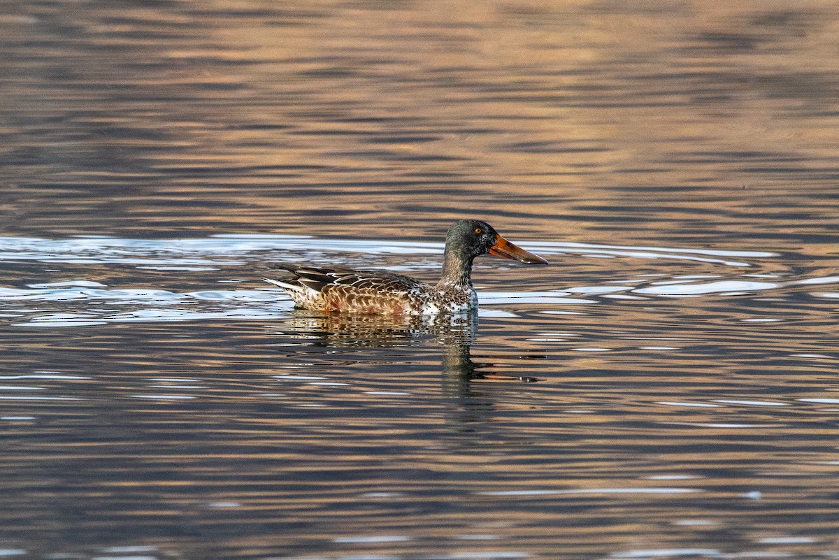 מרית צפונית - ML646384201