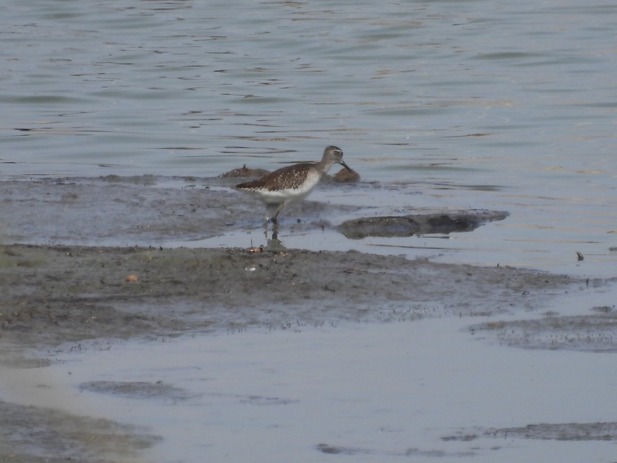 ביצנית מנומרת - ML646384202