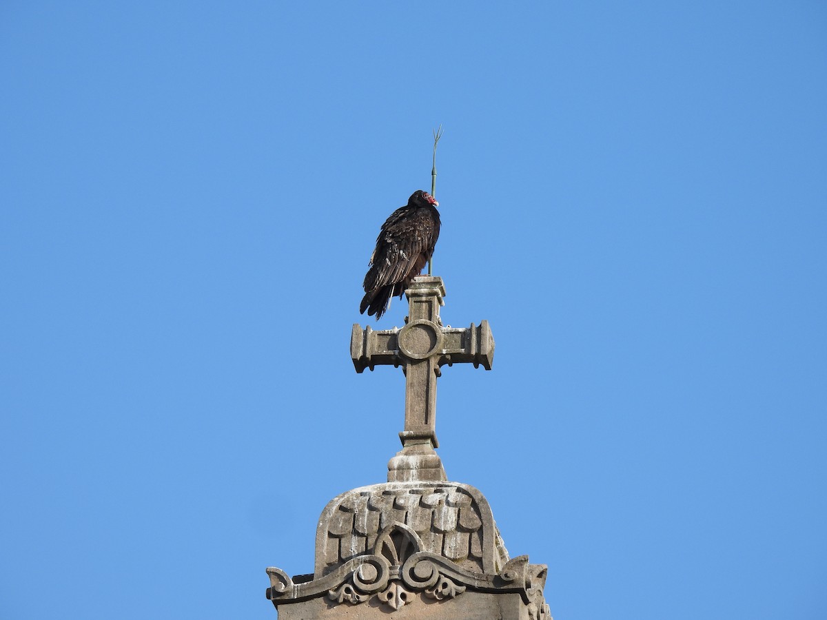 Turkey Vulture - ML646384203
