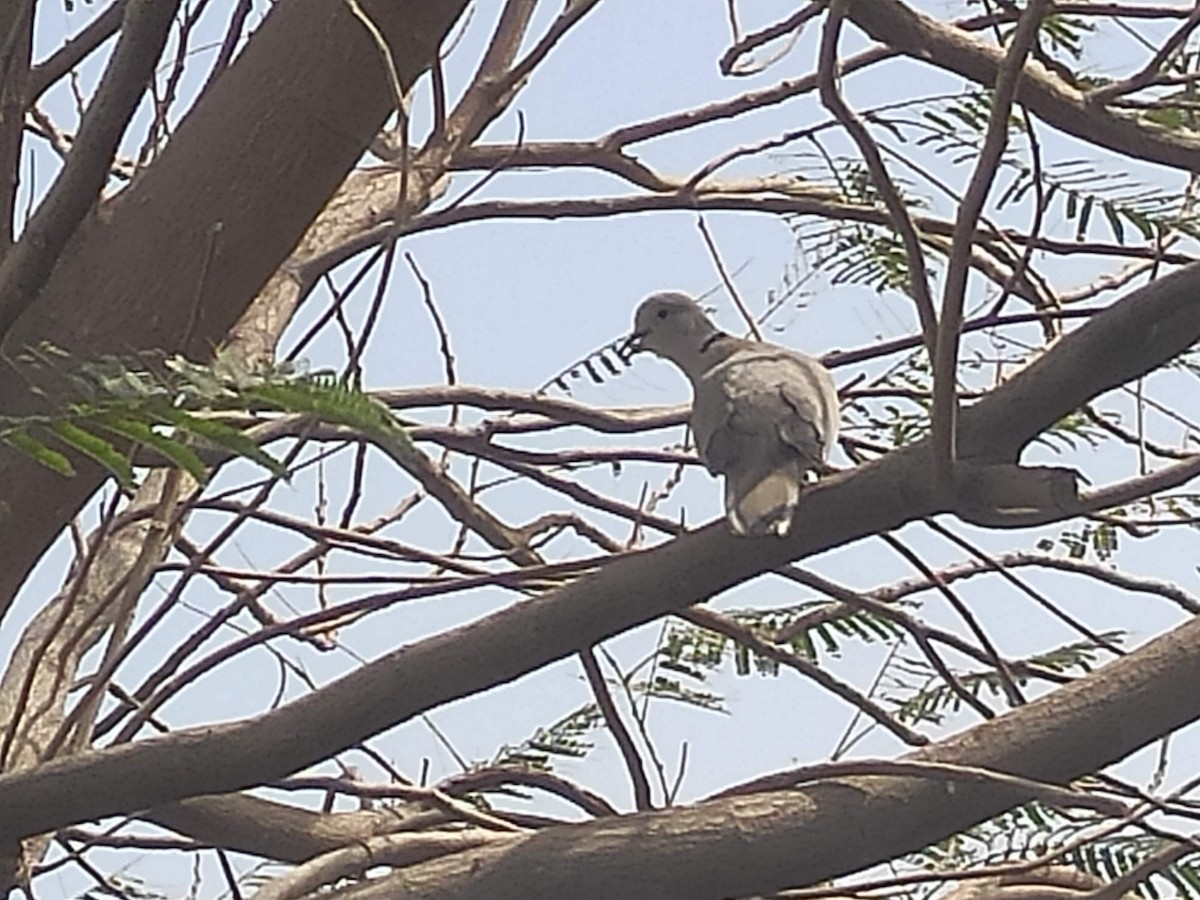 תור צווארון - ML646384204