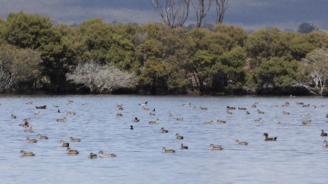 Чирянка світлогорла - ML646384205