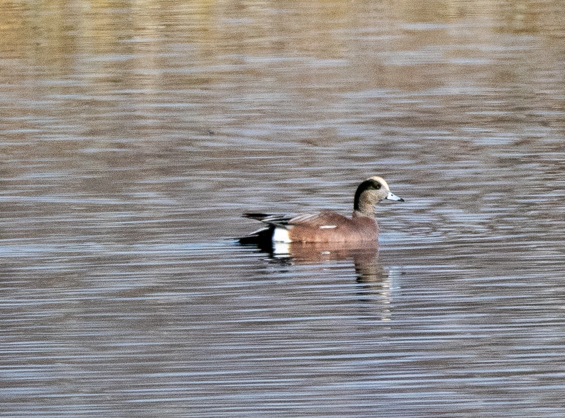 ברווז אמריקני - ML646384206