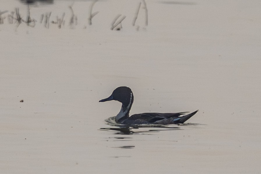 ברווז חד-זנב - ML646384207