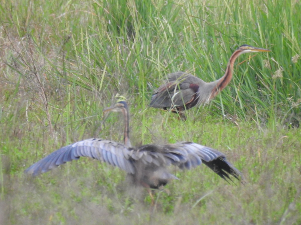 אנפה ארגמנית - ML646384208